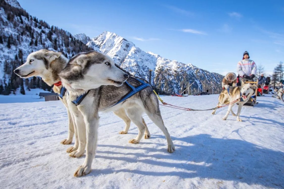 Sleddog Tonale foto Tomasso Prugnola